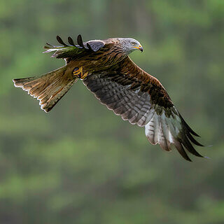 Argaty - Red kite